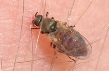 A brownish fly with transparent wings 