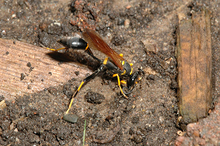 Black and yellow mud dauber on ground