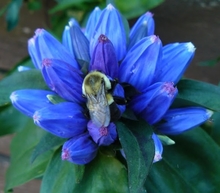 Closeup of a bee on a blue flower with many petals and green leaves in a garden