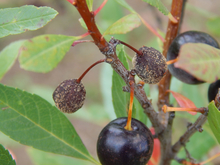 Two small, shriveled plums and one health plum still on tree.