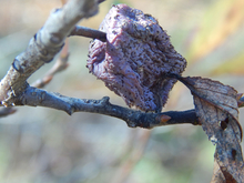 Shriveled, brown plum still attached to branch.