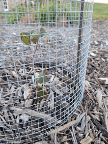Close up of fencing buried under soil and mulch with small green plant inside.