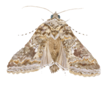 Brown moth with marbled wings.