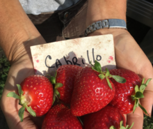 Ripe, red Cabrillo strawberries in a person's hands.