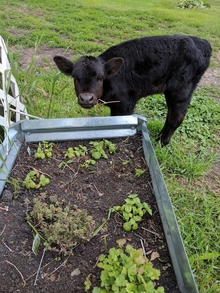Black calf eating herbs from the planter.