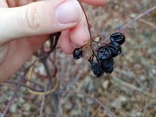 A vine wraps around a shrub with a singular cluster of black berry-like fruit hanging off of it.