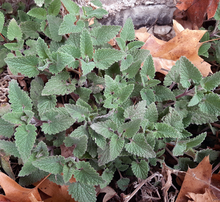 Furry, wrinkled mint green leaves emerge from a bed of leaves and mulch, next to a concrete wall.