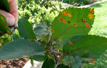 Orange, round leaf spots from Cedar apple rust infection.