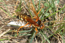Cicada killer with prey in the leaves