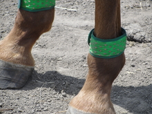 Up close of fly repelling leg bands on a horse.
