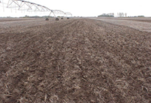 one-pass with a spring field cultivator