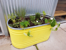 Yellow metal trough containing a variety of vegetables and herbs.