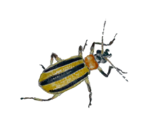 Yellow beetle with black stripes