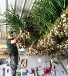 Fresh harvested bunches of garlic being hung from racks in ceiling of building with man standing on top of ladder adding a bunch to the rack.