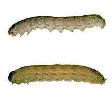 Diagram of cutworms
