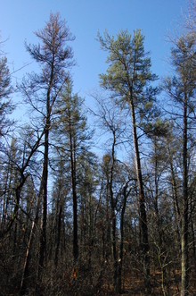 Declining jack pine in Brainerd