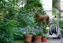 Deer inside a chain link fence feeding on shrubs next to a hose reel and potted plants.