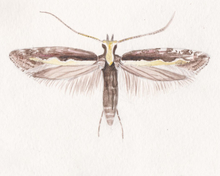 Moth with brownish wings, antennae and legs