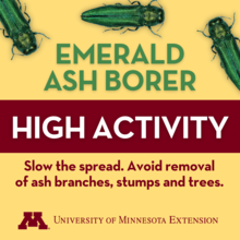 Graphic with text: Emerald Ash Borer. High Activity. Slow the spread. Avoid removal of ash branches, stumps and trees. With images of 3 emerald ash borers and the University of Minnesota Extension wordmark.