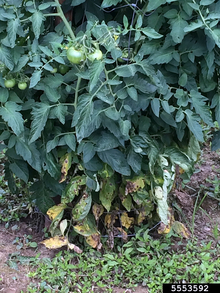 A caged tomato plant with a green, healthy top but the bottom leaves are yellow with brown spots.