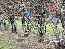 Hedge row of euonymous with bare branches in early spring. Lower branches and trunks look damaged.