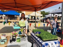 Woman under tent selling microgreens at a Farmers' Market.