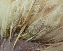 Feather lice 