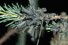Numerous black-colored caterpillar like larvae with black heads feeding on pine needles