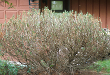 A shrub with very few green needles 