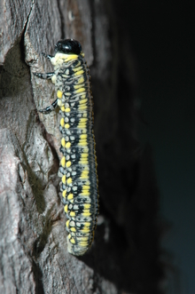 A yellow and black caterpillar-like larva with a black head