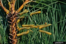 Several yellow caterpillar-like larvae with red heads feeding on pine needles
