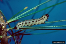 A white caterpillar-like larva with several black spots