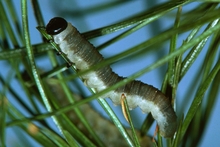 A grayish caterpillar-like larva with a black head feeding on needles