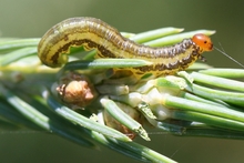 A yellowish caterpillar-like larva with a red head and several brownish stripes on its body