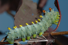 A green caterpillar with five pairs of leg-like structures