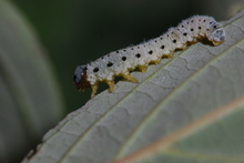 A grayish caterpillar-like larva with black spots