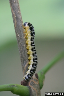 A greenish-yellow caterpillar-like larva with a black pattern