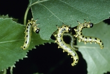 Three green caterpillar-like larvae with black spots all over feeding on the edges of a leaf