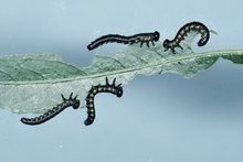 Four black caterpillar-like larvae feeding on the edges of a leaf