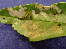 A bright green larva feeding on a green leaf with brown patches