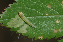 A green larva with a brown head feeding on a leaf with white and brown patches