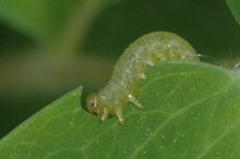 A green caterpillar-like larva feeding on a green leaf