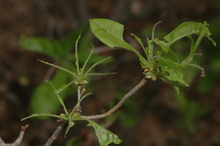 Edge of leaf feeding by azalea sawflies.