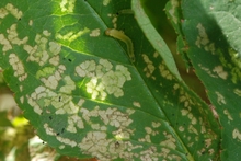 A green larva on a leaf with windowpane-like feeding damage