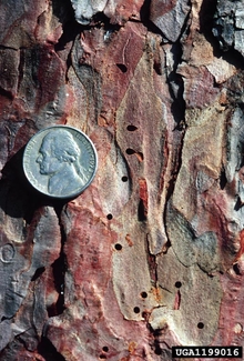 Holes in pine bark caused by pine beetles, with nickel for size.