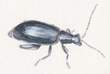 Black flea beetle with legs and antennae