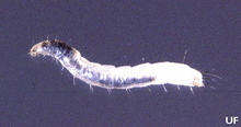 Close-up of flea larva.