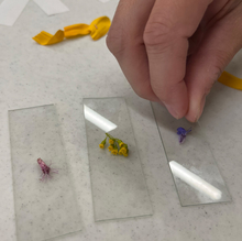 Close-up of a child placing small flower pieces on microscope slides.