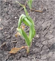 Frost-damaged corn in Renville County Minnesota