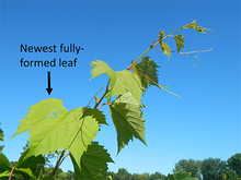 Photo with arrow pointing to newest fully-formed leaf.